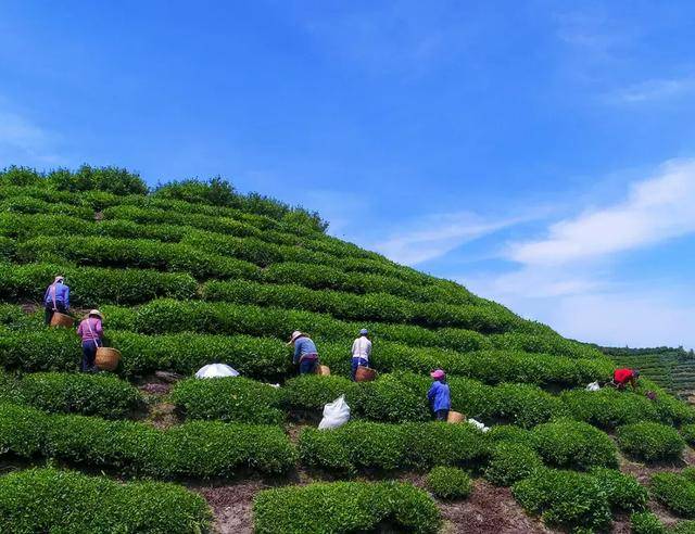 徽茶丨老竹大方 傳承古法，品味農副產品的醇香