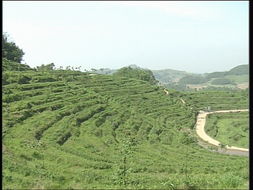 品味自然精華，探尋茶葉種植基地與農副產品銷售之旅