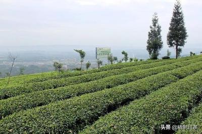 互聯網+蒙頂山茶 味獨珍茶業(yè)的數字化種植新篇章