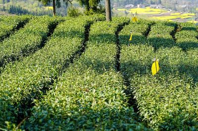 茶葉種植 從茶園到茶杯的匠心之路