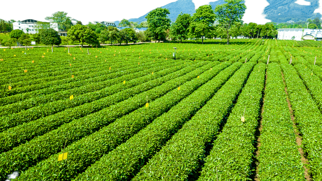 打造視覺盛宴 原創(chuàng)茶園航拍免摳元素，賦能農副產品品牌升級與銷售