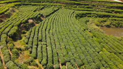英山云霧茶榮獲國家地標產品保護示范區(qū)授牌，助推茶葉產業(yè)高質量發(fā)展