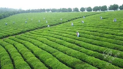 創(chuàng)新轉型，合作趕超 赤壁茶發(fā)集團引領區(qū)域茶企與農副產品銷售快速發(fā)展