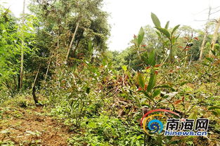 紫娟南渡五指山 新品種引種成功填補海南高端茶產業(yè)空白