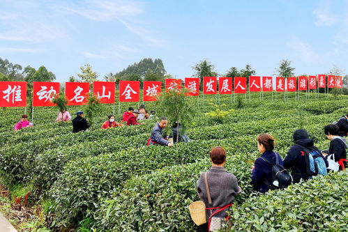 埋頭種茶 抬頭探路——四川春茶主產區(qū)走訪見聞